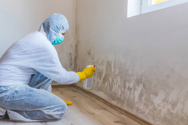Licensed Basement Mold Removal service in Hasbrouck Heights, NJ - WQB Mold Removal