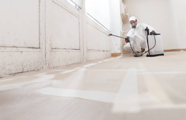 24/7 Emergency Basement Mold Removal experts in Hasbrouck Heights, NJ