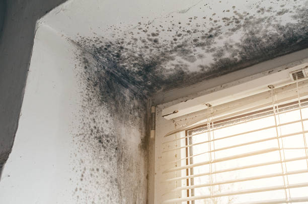 Affordable Basement Mold Removal solutions in Hasbrouck Heights, NJ