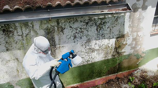 Top rated local Basement Mold Removal specialists in Hasbrouck Heights, NJ